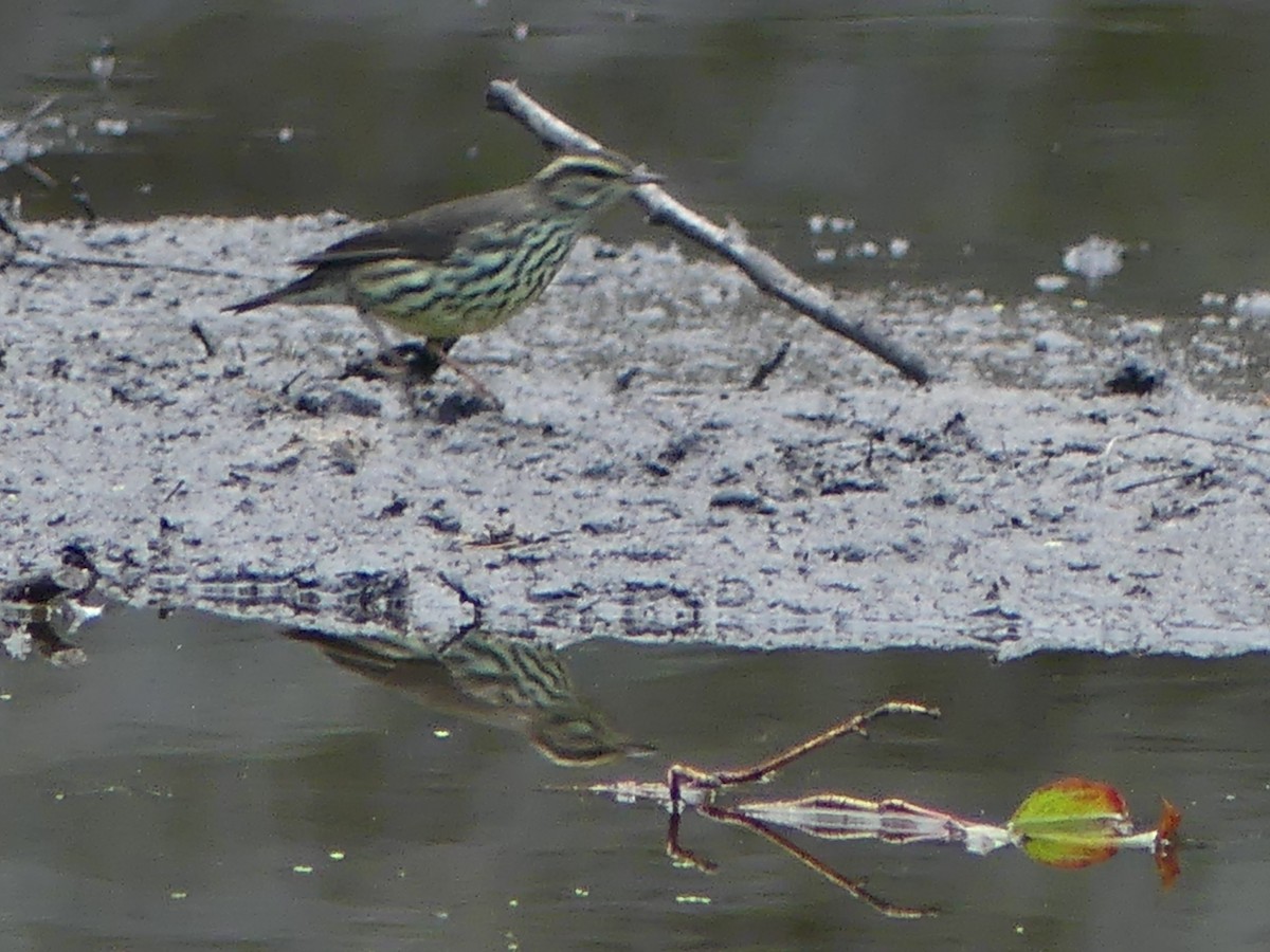 Northern Waterthrush - ML606001331