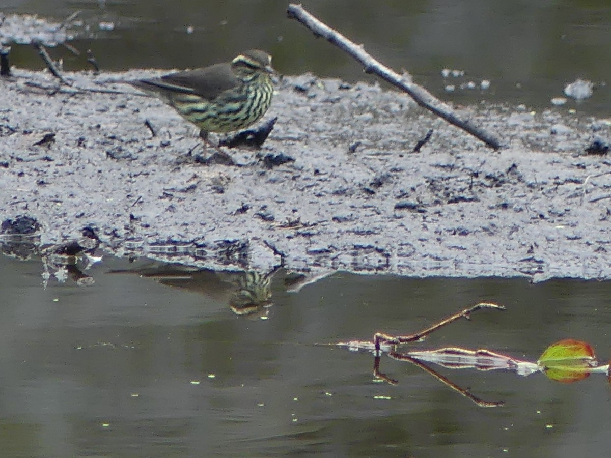 Northern Waterthrush - ML606001711