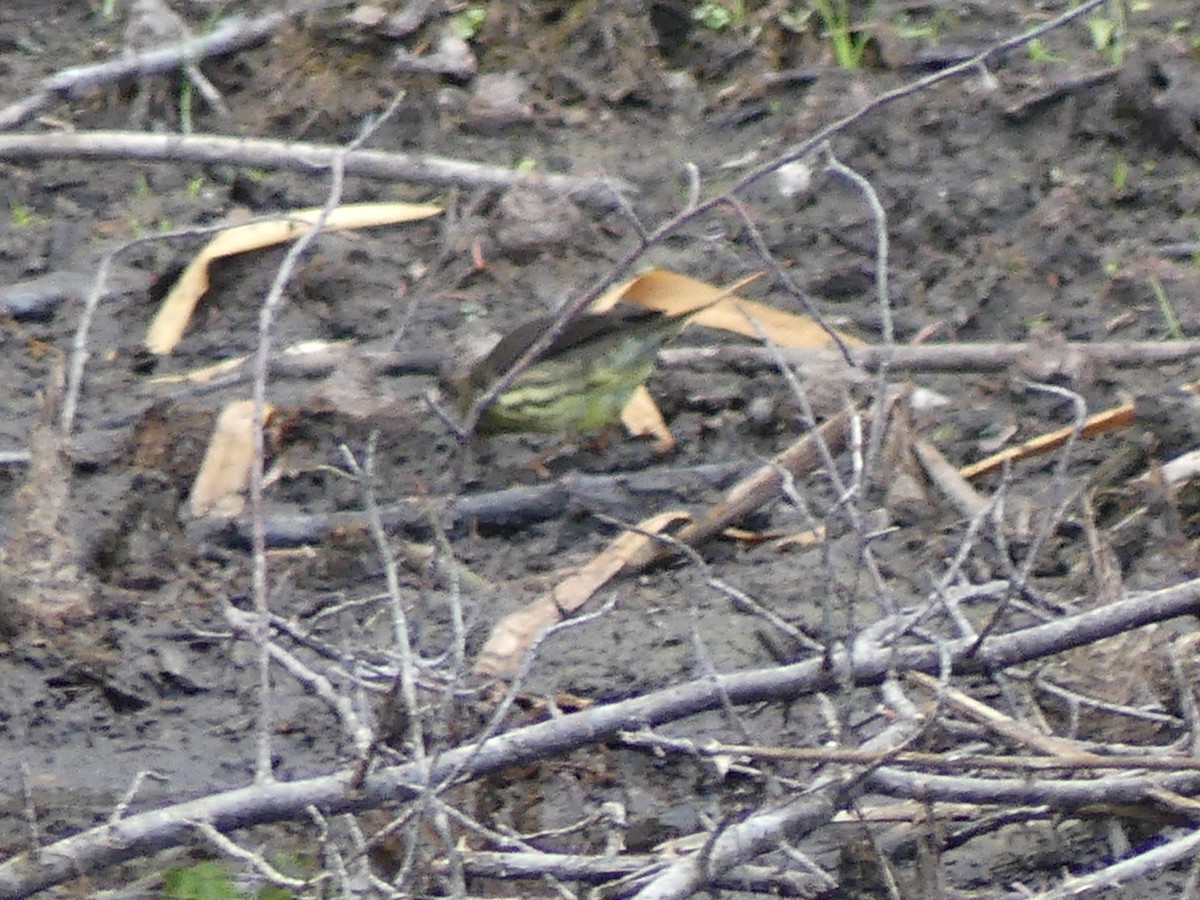 Northern Waterthrush - ML606001921