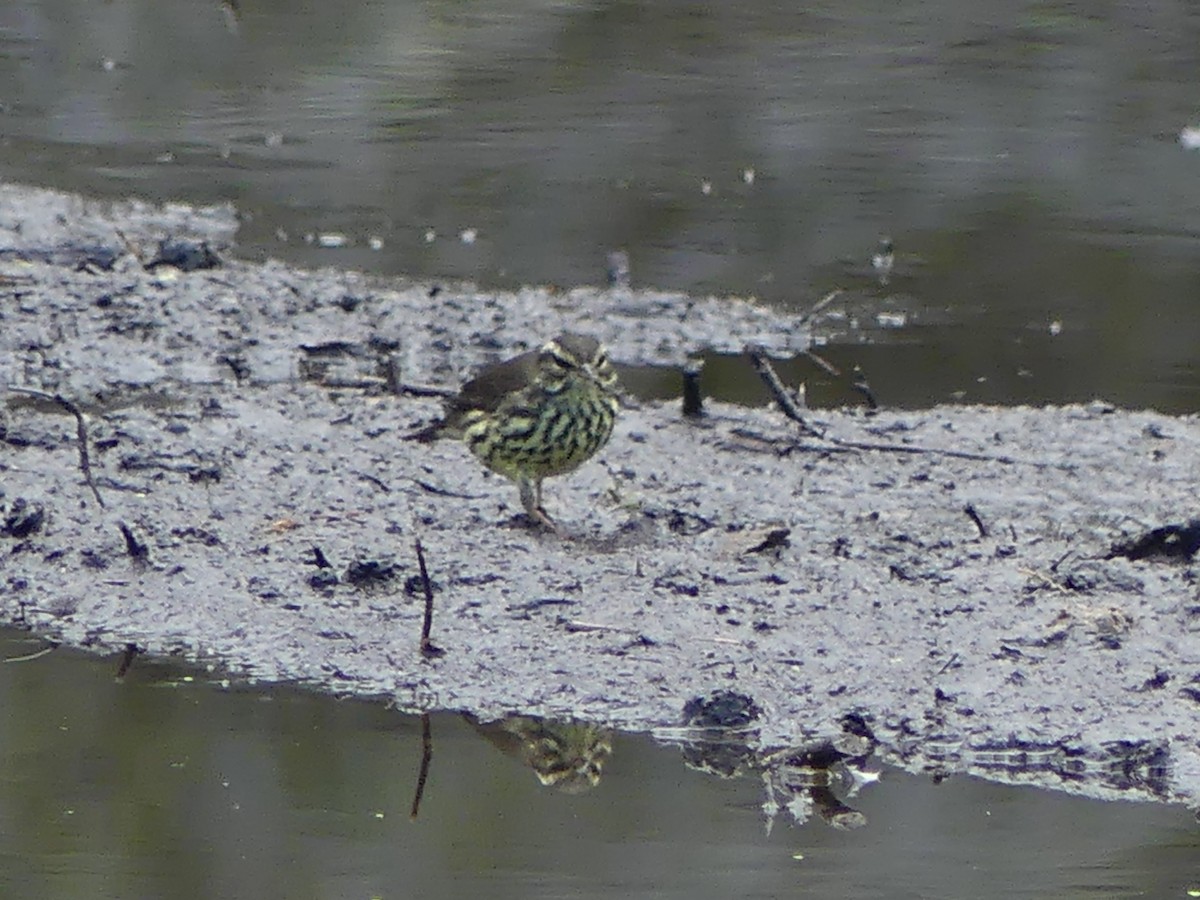 Northern Waterthrush - ML606002061