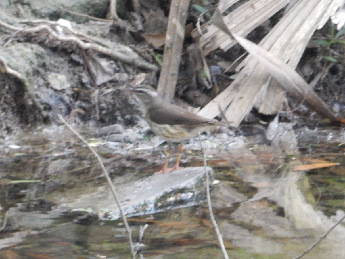 Louisiana Waterthrush - ML606002361
