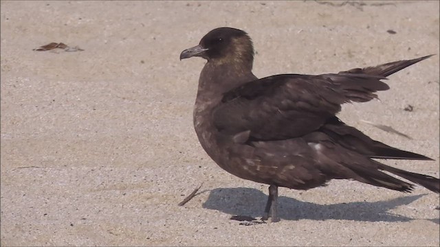 Págalo Pomarino - ML606002541