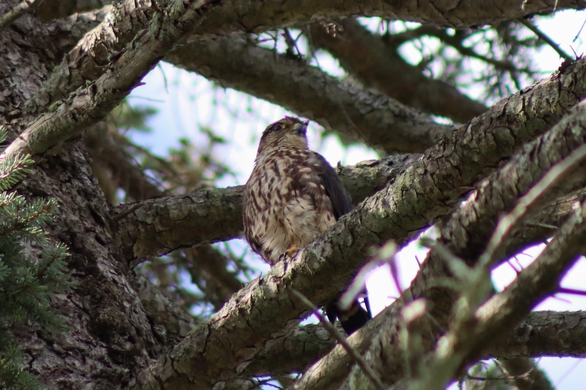 コチョウゲンボウ（columbarius） - ML606003381