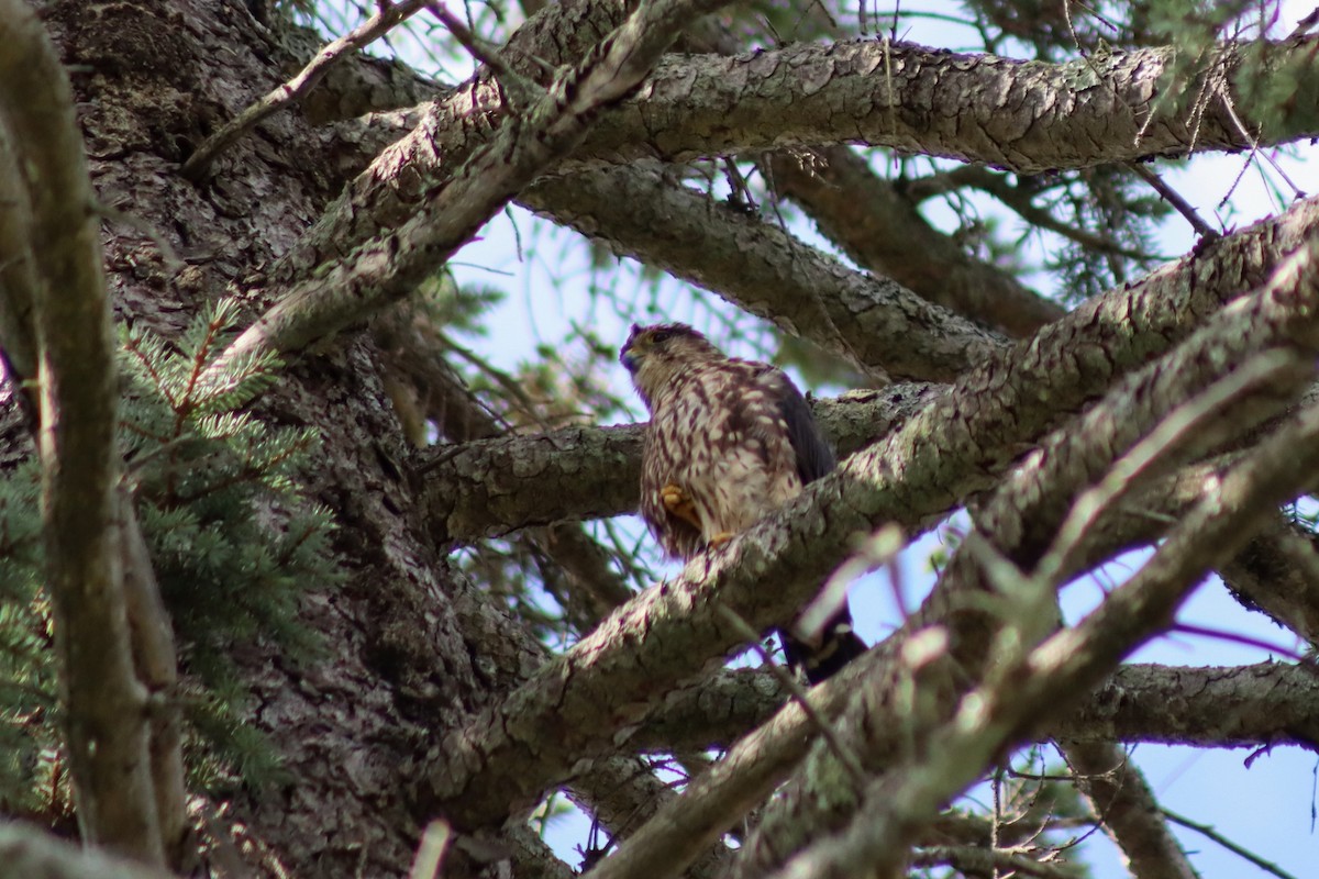 Belatz txikia (columbarius) - ML606003411