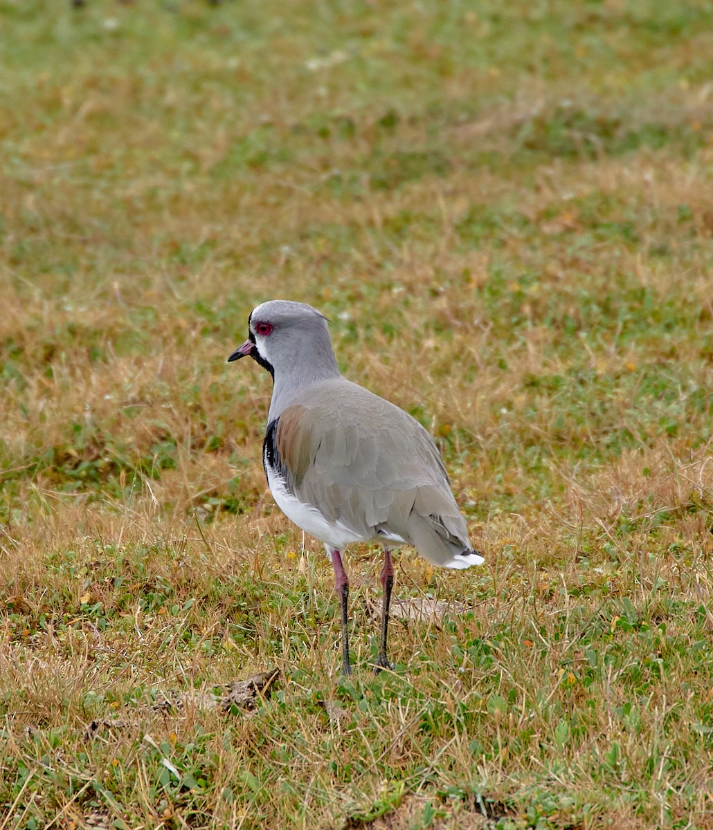 Southern Lapwing - Angélica  Abarca
