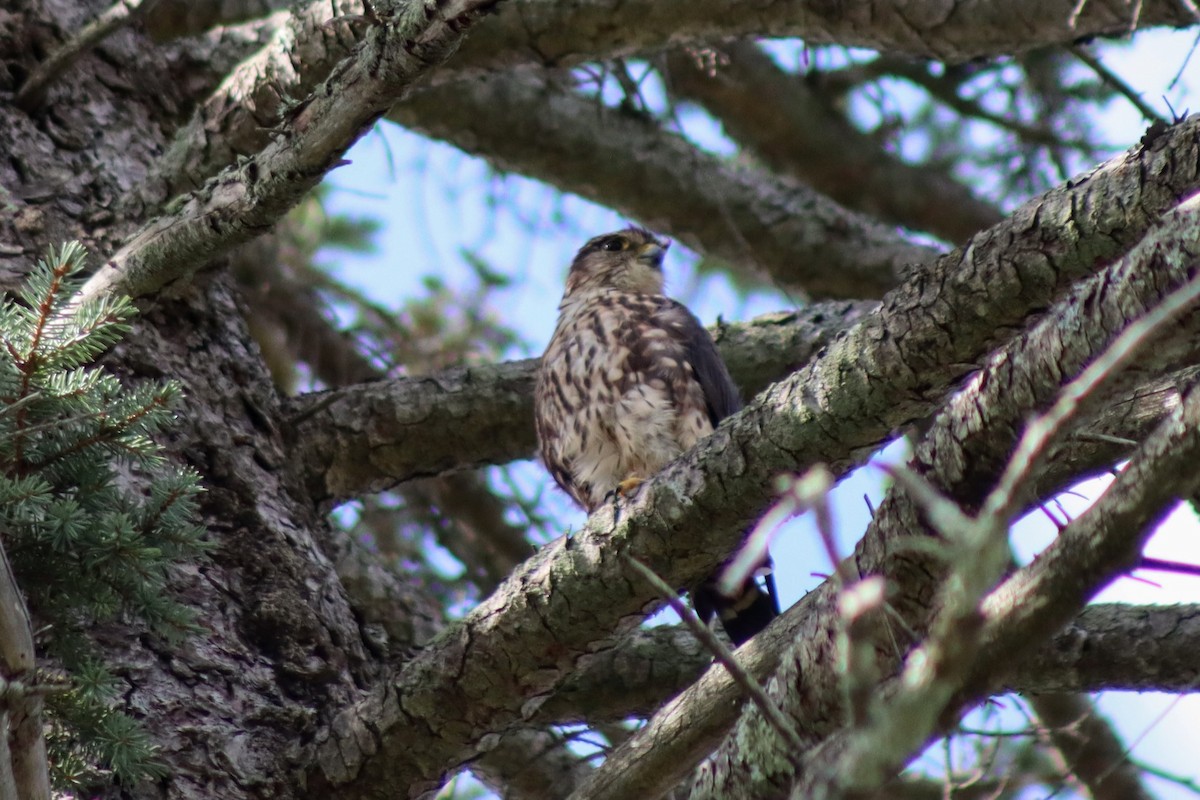 dřemlík tundrový (ssp. columbarius) - ML606004251