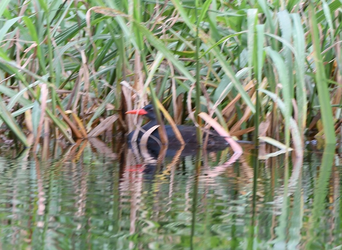 African Finfoot - Gabriel Jamie