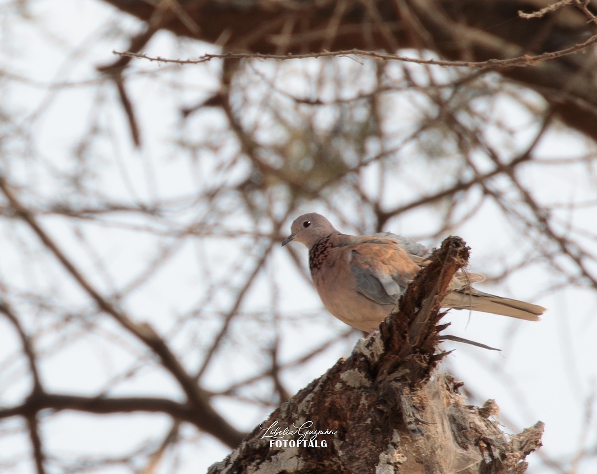 Laughing Dove - ML606007241