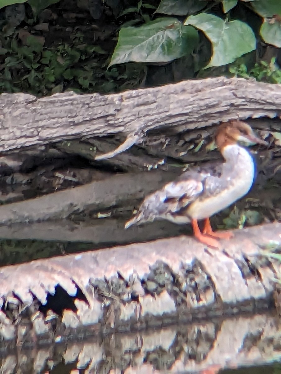 Common Merganser - ML606008031