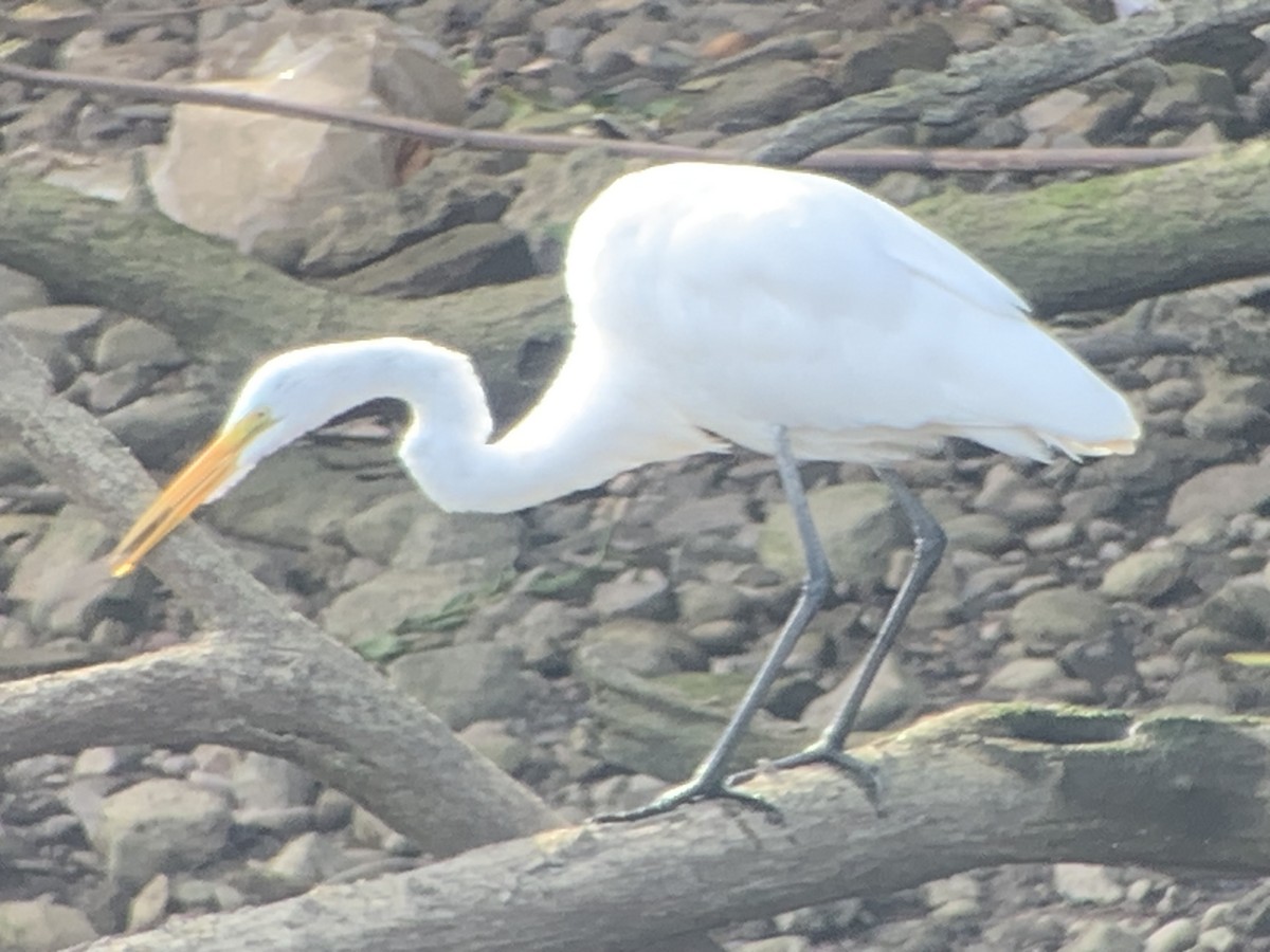 Great Egret - ML606008271