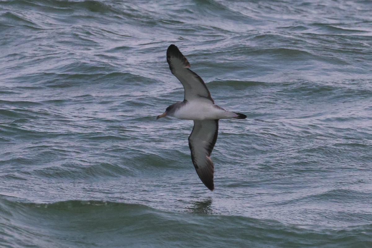 Cory's Shearwater (borealis) - ML606009231