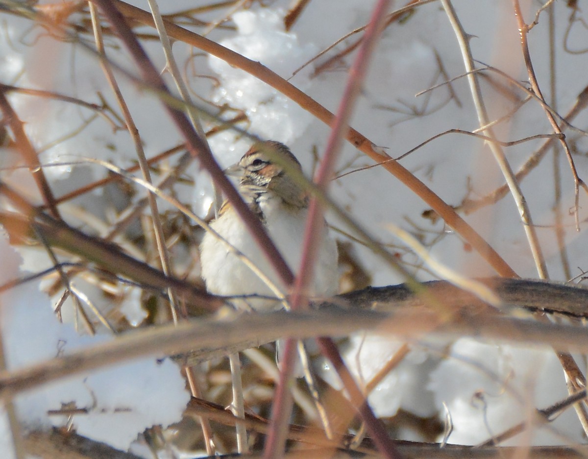 Lark Sparrow - ML60600931