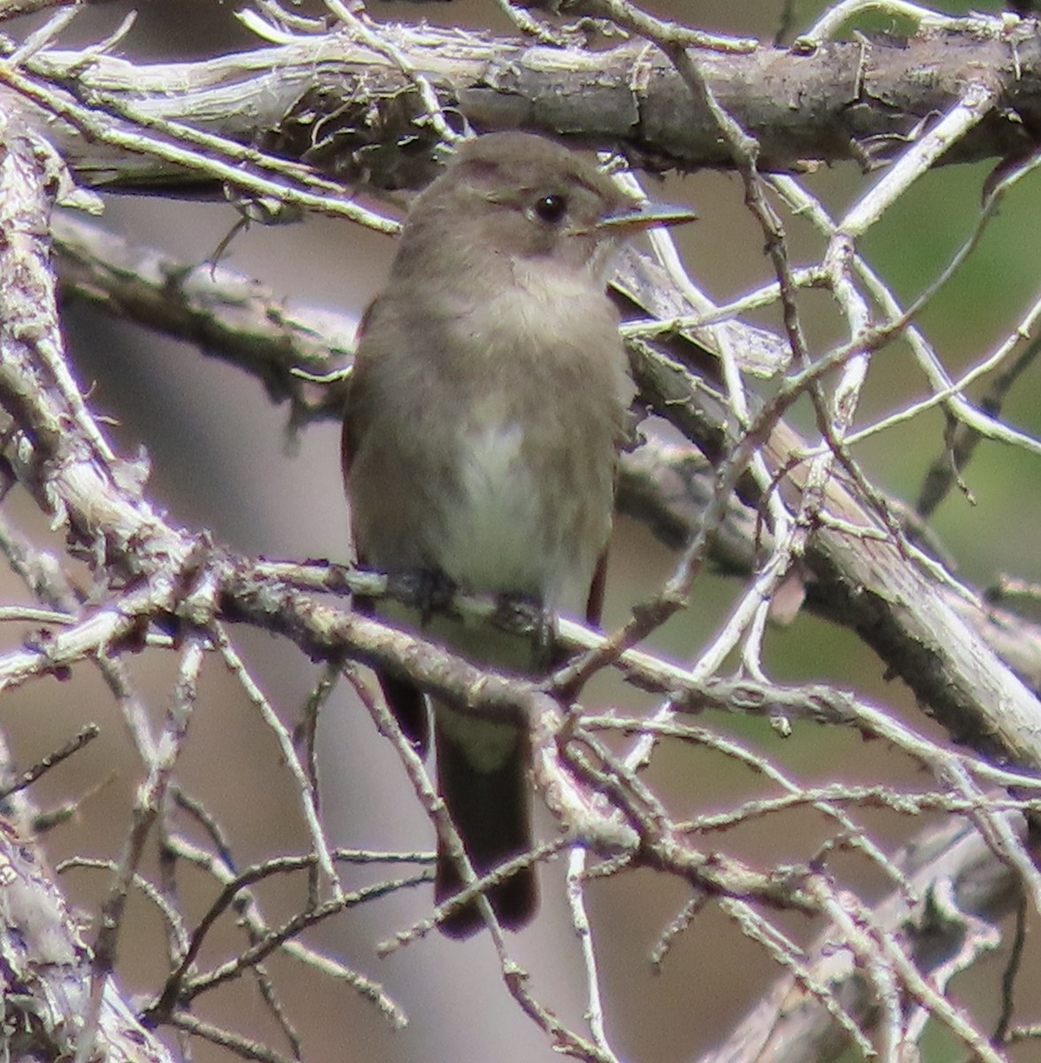 Western Wood-Pewee - ML606009401