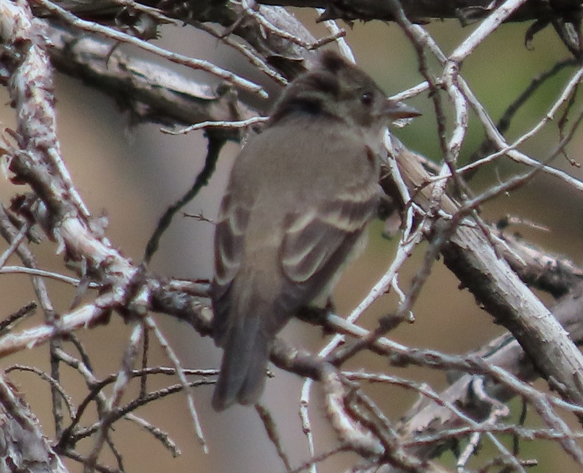Western Wood-Pewee - ML606009561