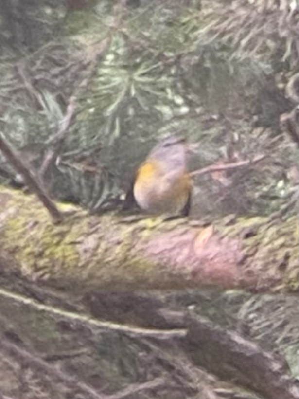 American Redstart - ML606009581