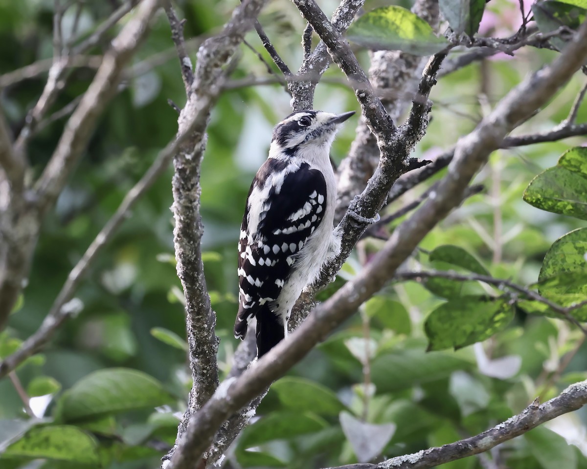 Downy Woodpecker - ML606009671