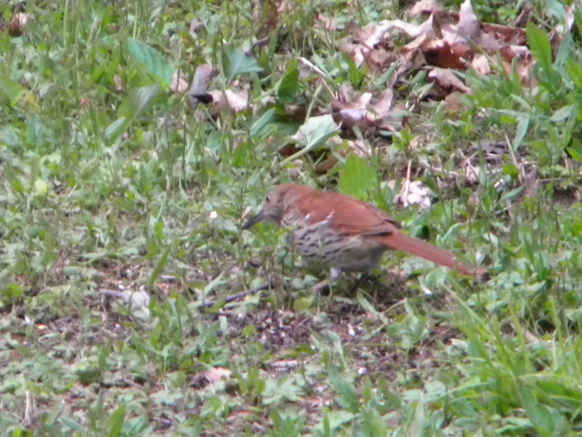 Brown Thrasher - ML60601001