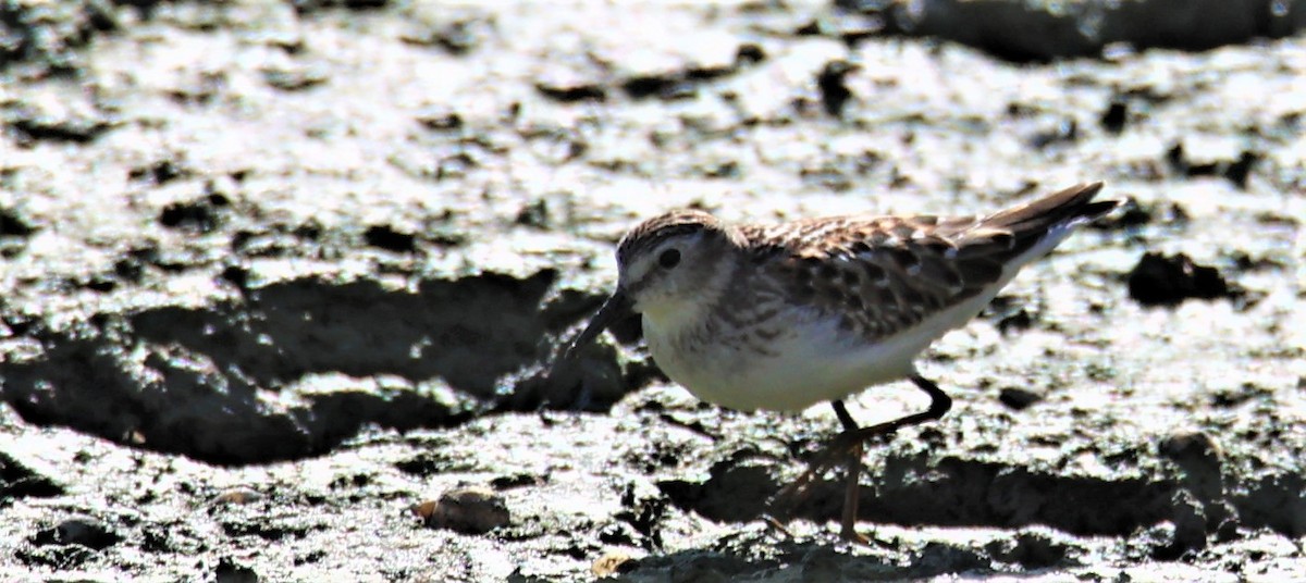 Semipalmated Sandpiper - ML606011021