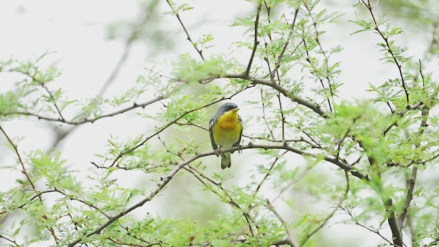 Northern/Tropical Parula - ML606011271