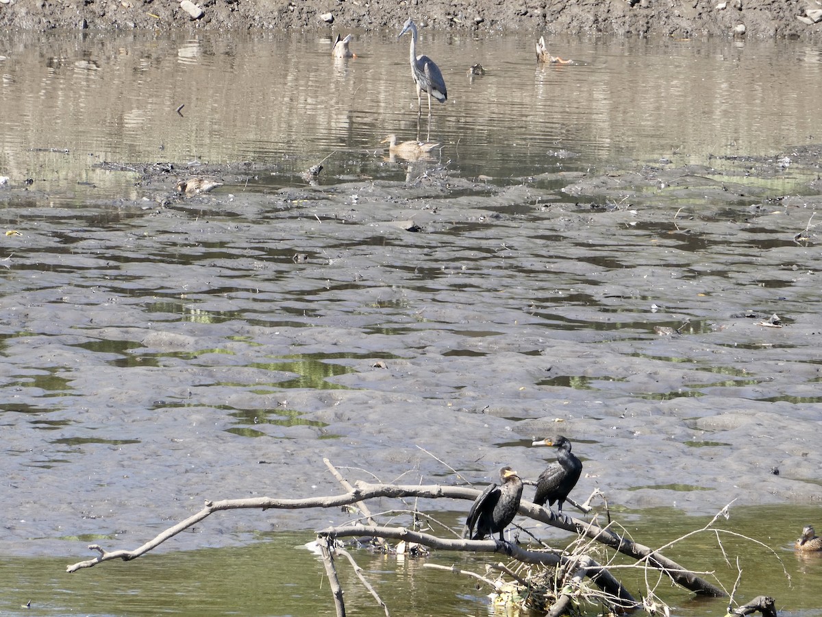 Great Blue Heron - ML606011631