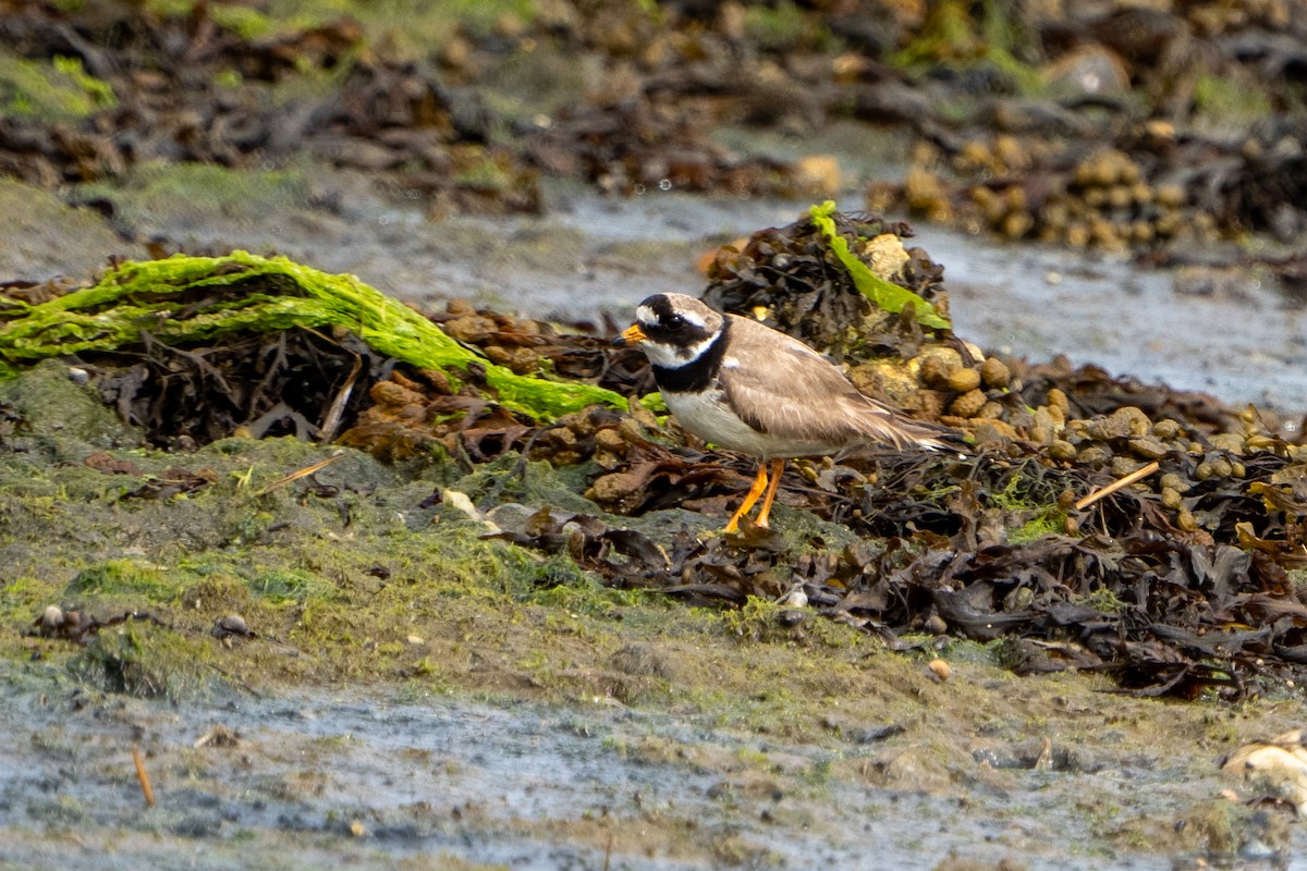 Common Ringed Plover - ML606013061
