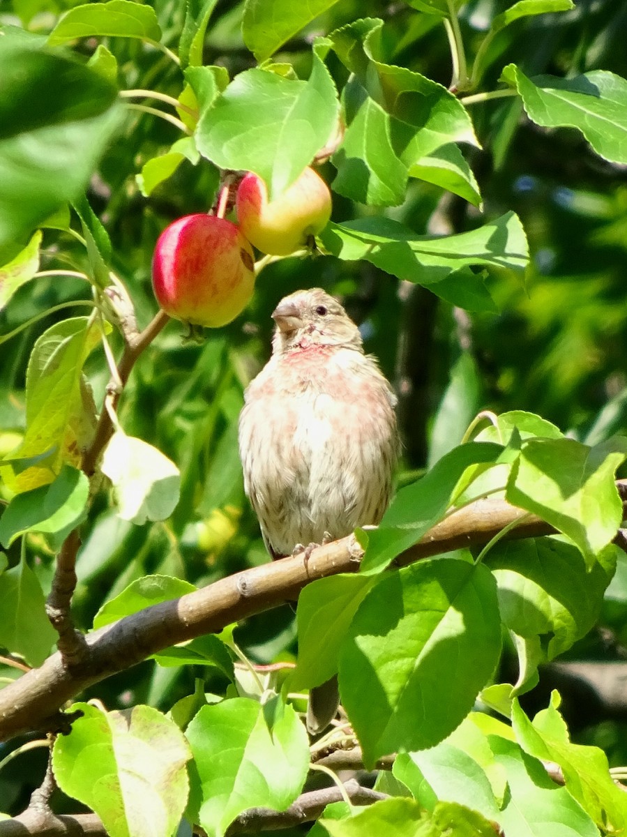 House Finch - ML606014651