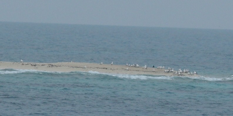 Masked Booby - ML60601571