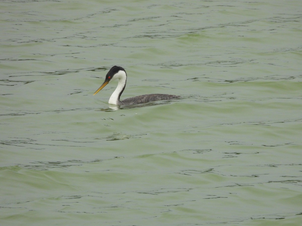 Western Grebe - ML606016831