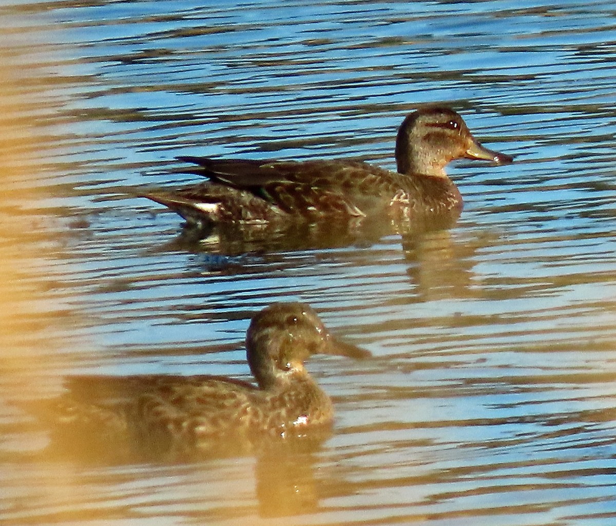 Green-winged Teal - ML606017031