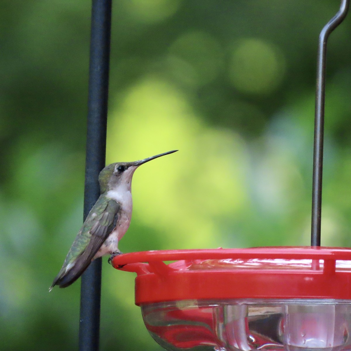 Ruby-throated Hummingbird - ML606017311