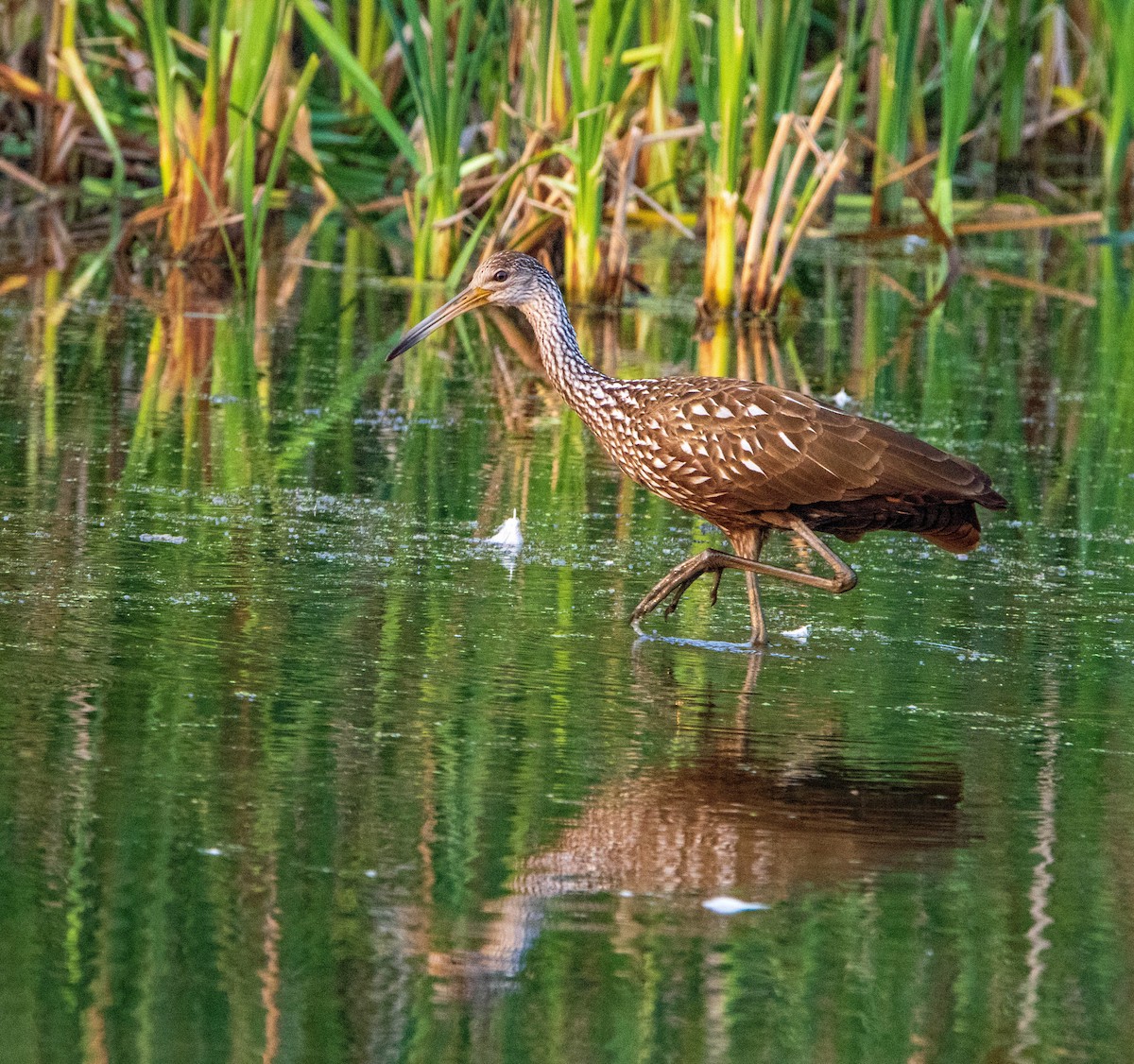 Limpkin (Speckled) - Renee Frederick