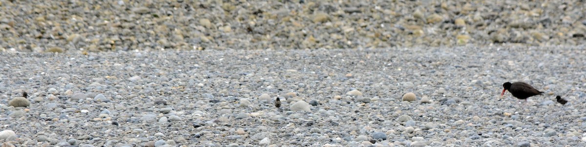 Black Oystercatcher - ML606018871