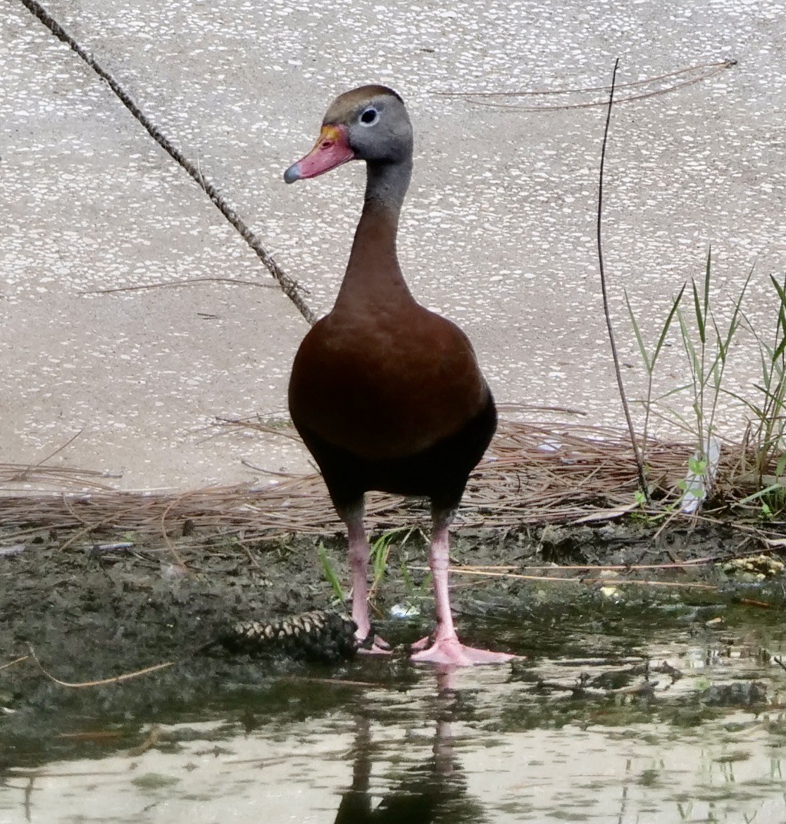 Black-bellied Whistling-Duck - ML606019141