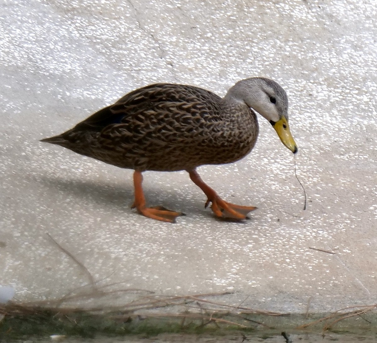Mottled Duck (Florida) - ML606019281