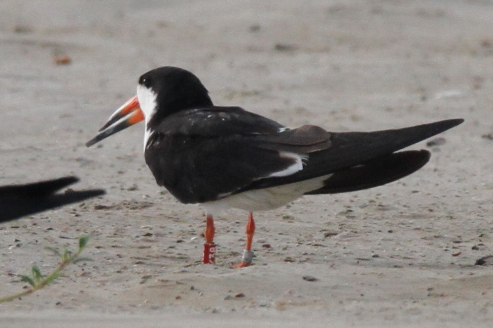 Black Skimmer - Nathaniel Watkins