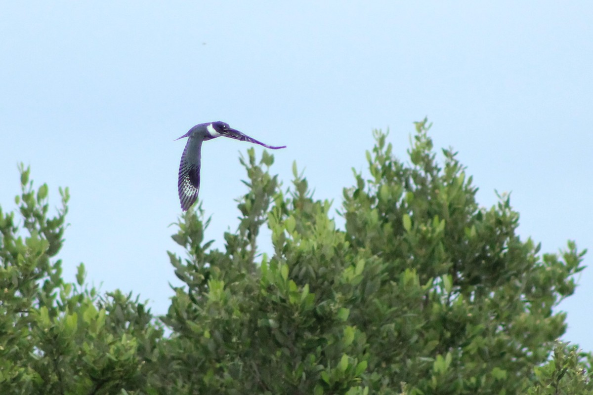 Belted Kingfisher - Isaac Ewing