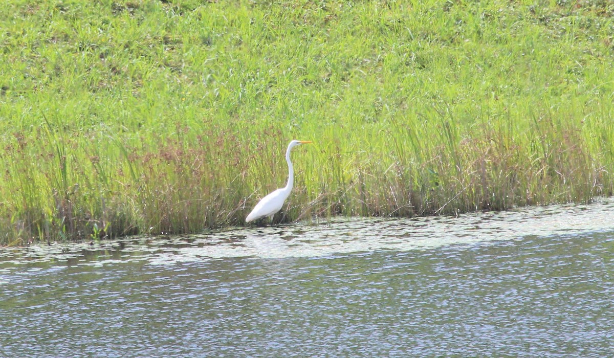 Great Egret - ML606021671