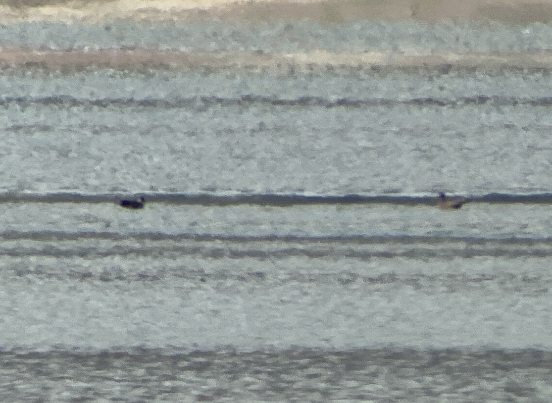 Heermann's Gull - ML606021761
