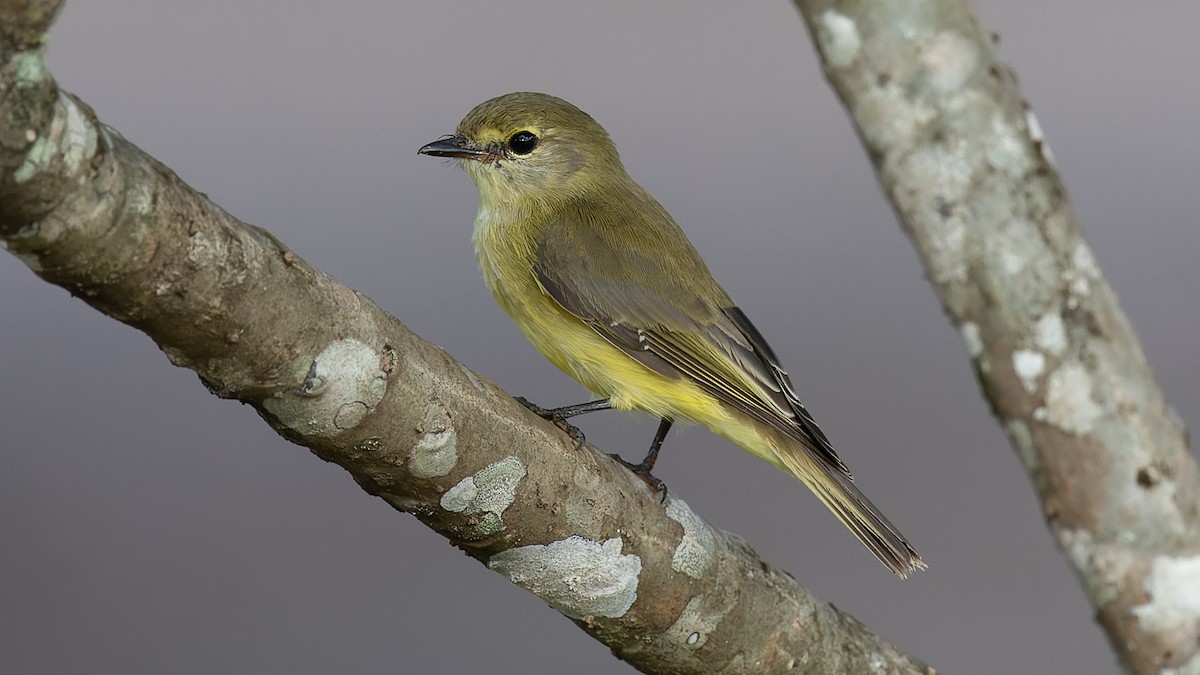 Lemon-bellied Flyrobin - ML606021821