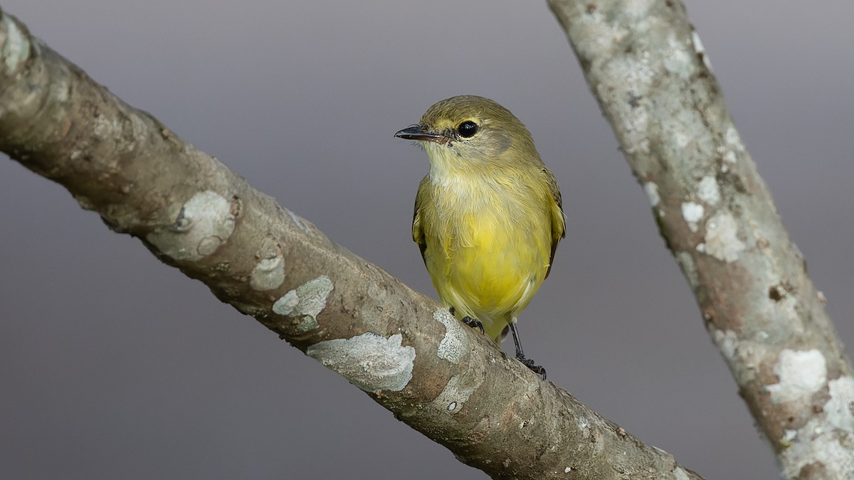 Lemon-bellied Flyrobin - ML606021831