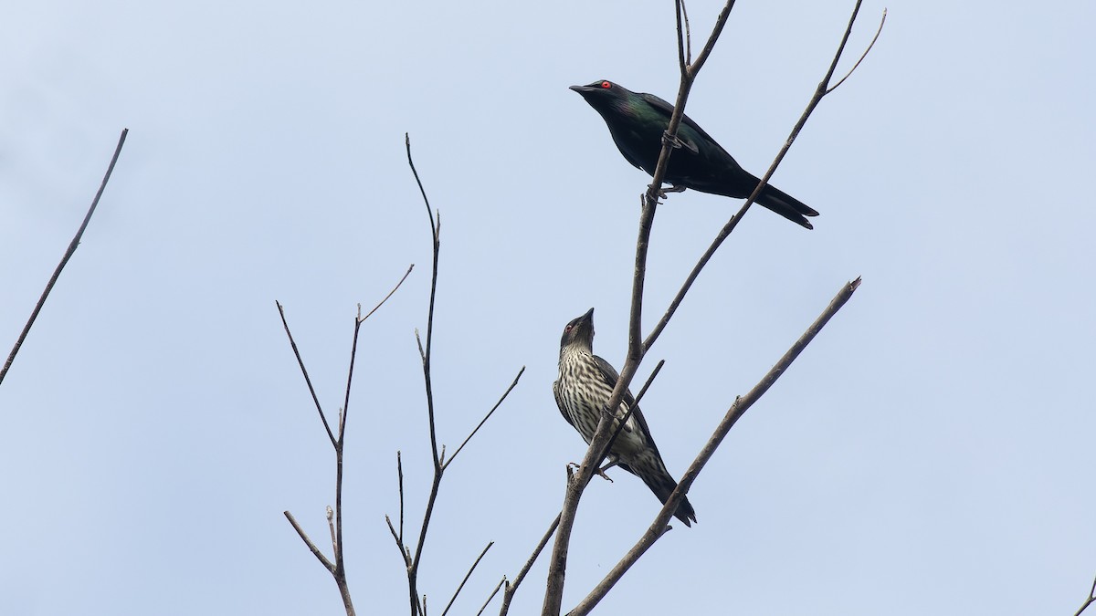 Metallic Starling - ML606021981