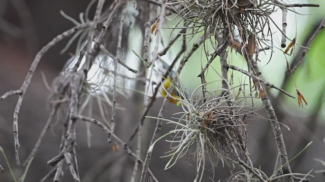 Northern x Tropical Parula (hybrid) - ML606022061