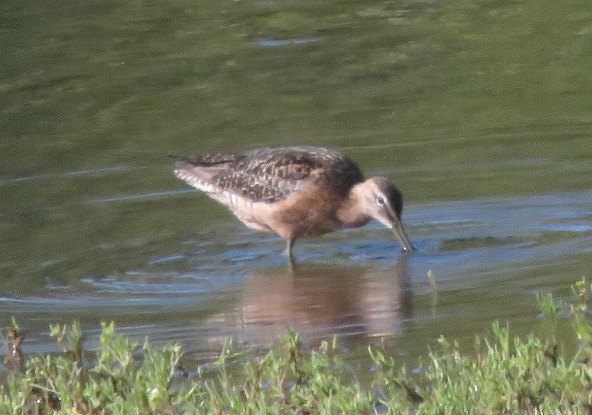 Long-billed Dowitcher - ML606023301