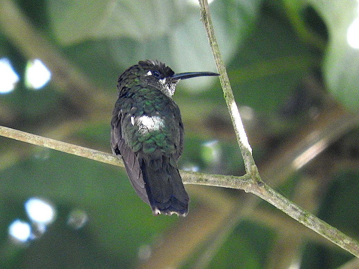 Violet-fronted Brilliant - Alfredo Rosas