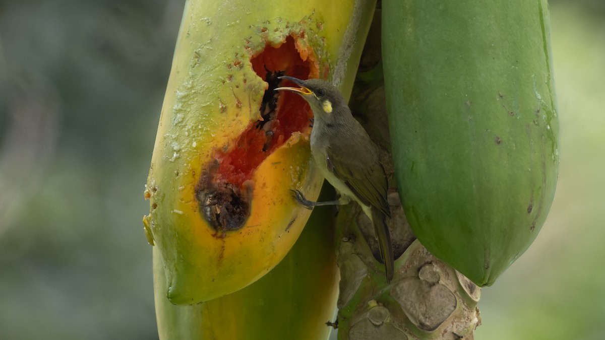 Yellow-spotted Honeyeater - ML606024831