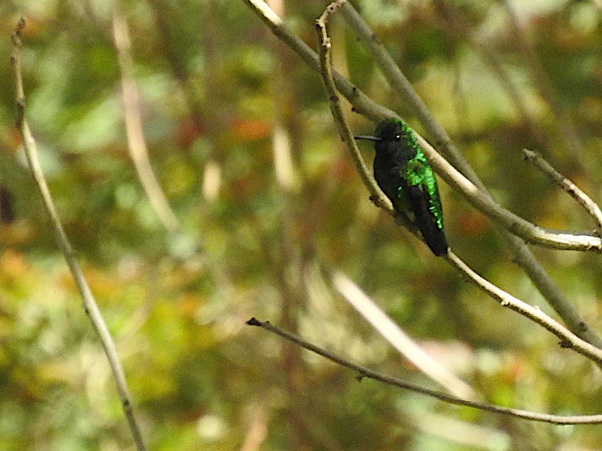 Green-tailed Emerald - Alfredo Rosas