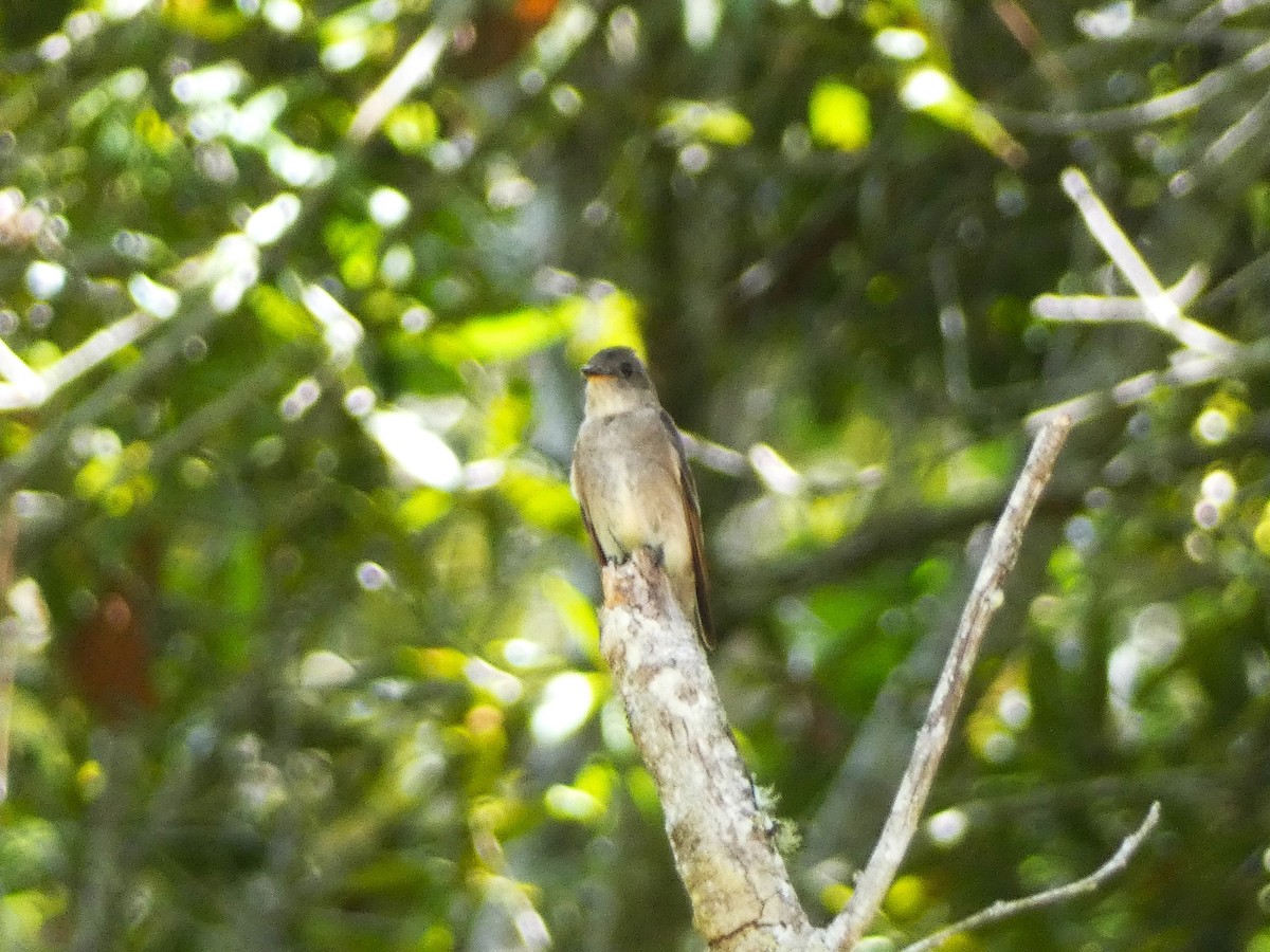 Olive-sided Flycatcher - ML606025531