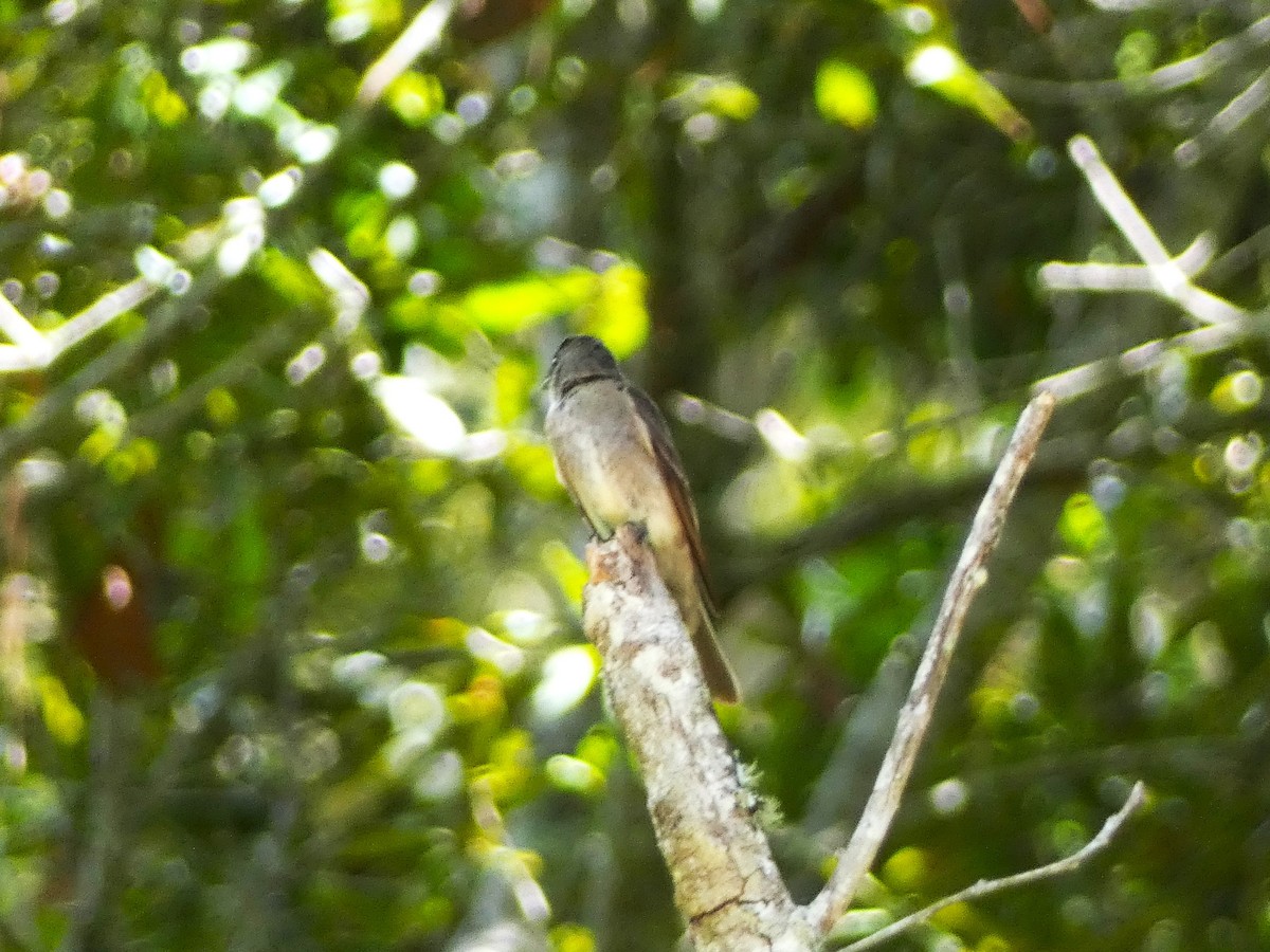 Olive-sided Flycatcher - ML606025591