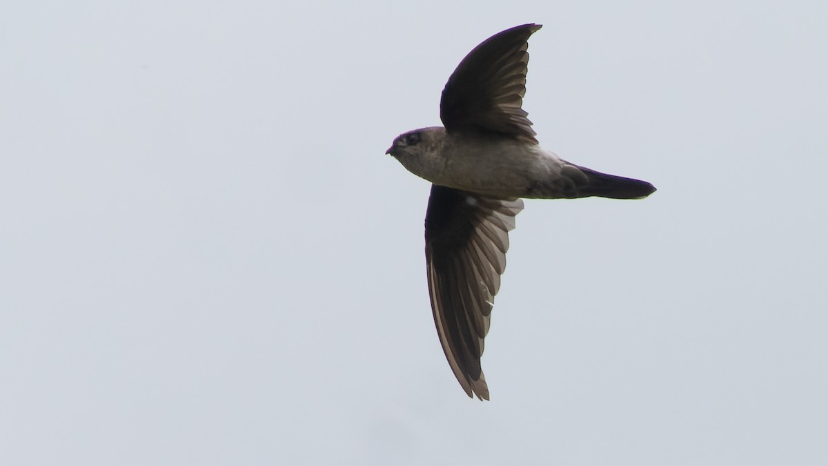 Australian Swiftlet - David Newell