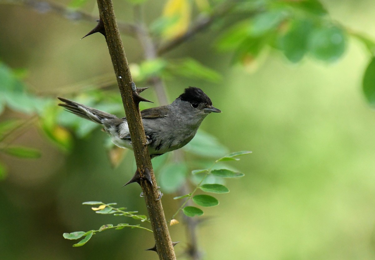 Eurasian Blackcap - ML606026341